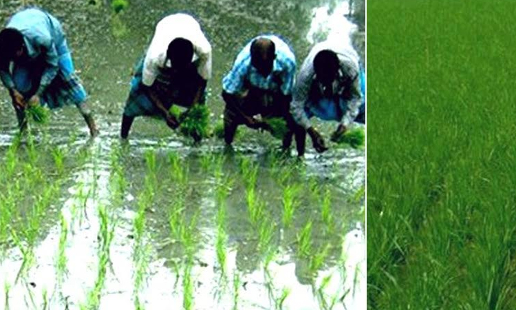 Aush rice production continues to increase in Rangpur region